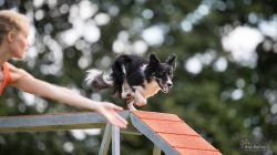 Online agility training course showing example of training within the Running Contacts course