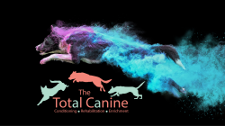 Online agility training course showing example of training within the Jump Into Shape! course