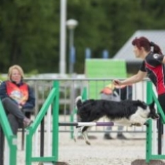 Online agility training course showing example of training within the Flexibility,  pole work exercises  for fitness  course